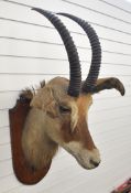 Taxidermy study of a kudu head mounted on wooden plaque, overall length approximately 105cm