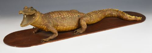 19thC taxidermy study of a crocodile, on hardwood base, L78cm