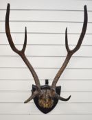 Taxidermy red deer antlers, 80 x 51cm