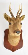 Taxidermy study of a roe deer head mounted on wooden shield, H46cm