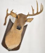 Novelty musical taxidermy style deer head mounted on wooden plaque, H88cm