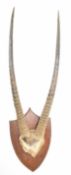 Taxidermy study of kudu horns with shield, overall length 110cm