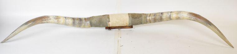 A pair of Longhorn or similar horns mounted on a wooden plaque, W176cm
