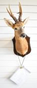 Paul Taylor taxidermy study roebuck head and shoulder mount, C/C gold medal scoring 144.6, with