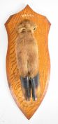 Taxidermy deer slot on shield shaped plaque marked 'D. & S.S.H Met Brompton Regis Killed: Bury 29.