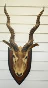 Late 19th/20thC Indian blackbuck head