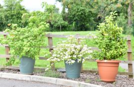 Three large specimen pot plants comprising Camellia, Viburnum Plicatum, possibly Kilamanjaro Sunrise