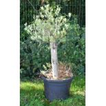 Specimen pollarded olive tree in pot, H95cm