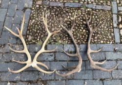 Four pairs of red deer antlers - 7-prong, comprising three pairs at 75-80cm long, the fourth pair