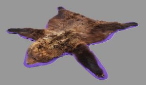 Skins/Hides: A North American Brown Bear Skin Rug (Ursus arctos), circa 1910-1920, a young adult
