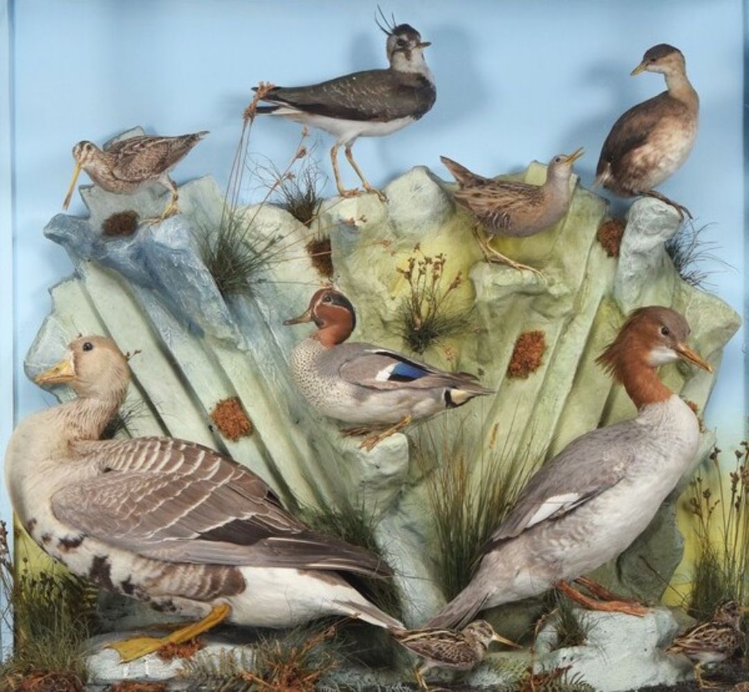 Natural History & Taxidermy - Tennants Auctioneers