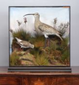Taxidermy: An Edwardian Cased Curlew and Redshank, circa 1900-1910, by F.C. Waters, Taxidermist,