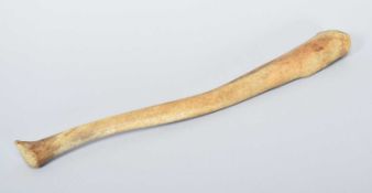 Natural History: A Walrus Baculum (Odobenus rosmarus), late 19th early 20th century, overall