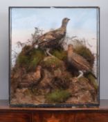Taxidermy: An Edwardian Cased Pair of Red Grouse and Black Grouse, circa 1900-1910, by F.C.