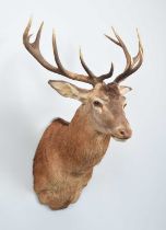 Taxidermy: A Royal Red Deer (Cervus elaphus), modern, a high-quality adult Royal stag shoulder