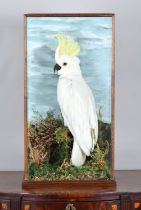 Taxidermy: A Cased Sulphur-crested Cockatoo (Cacatua galerita), late 20th century, a high-quality