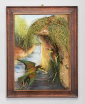 Taxidermy: A Wall Cased Pair of European Bee-eaters (Merops apiaster), dated 2018, by A.J.
