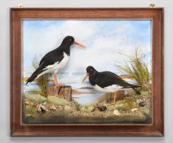 Taxidermy: A Wall Cased Pair of Oyster Catchers (Haematopus ostralegus), dated 2019, by A.J.