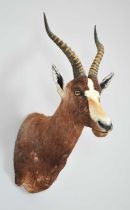 Taxidermy: Blesbok (Damaliscus pygargus phillipsi), modern, South Africa, Rowland Ward Record Class,