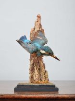 Taxidermy: European Kingfisher (Alcedo athis), early 20th century, a full-mount antique adult, posed