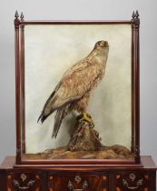 Taxidermy: A Late Victorian White-tailed Sea Eagle (Haliaeetus albicilla), circa 1870-1890, probably