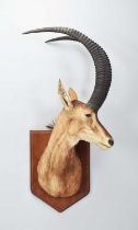 Taxidermy: Sable Antelope (Hippotragus niger niger), late 20th century, South Africa, Rowland Ward