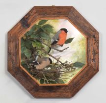 Taxidermy: A Wall Cased Pair of Eurasian Bullfinches (Pyrrhula pyrrhula), captive bred, dated