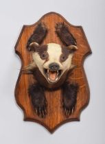 Taxidermy: A European Badger Mask and Pads (Meles meles), by George Bazeley, 13 Marefair,