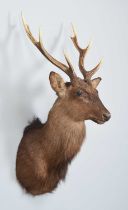 Taxidermy: Sika Deer (Cervus nippon), modern, a high-quality adult stag shoulder mount looking
