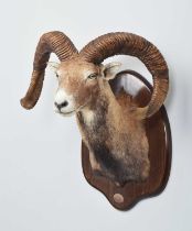 Taxidermy: European Mouflon (Ovis aries musimon), dated 1995, Spain, a high-quality adult shoulder