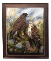 Taxidermy: A Pair of Wall Cased Common Buzzards (Buteo buteo), date 2016, by A.J. Armitstead,