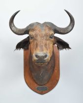 Taxidermy: South African Cape Buffalo (Syncerus caffer), dated 1926, by Edward Gerrard & Sons,