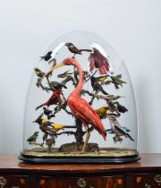 Taxidermy: A Late Victorian Display of Tropical Birds Native to North and South America, circa