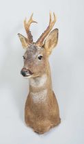 Taxidermy: European Roe Deer (Capreolus capreolus), dated 2008, Bronze medal Class, a high-quality