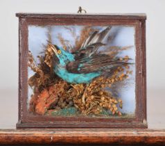 Taxidermy: A Late Victorian Cased Blue Dacnis (Dacnis cayana), circa 1880-1900, a full-mount adult