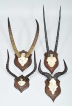 Antlers/Horns: A Group of African Big Game Trophy Horns, dated 1910, British East Africa, by