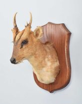 Taxidermy: Reeves's Muntjac Deer (Muntiacini), modern, a high-quality adult male shoulder mount