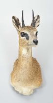Taxidermy: Cape Klipspringer (Oreotragus oreotragus), modern South Africa, a high-quality adult male