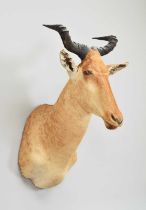 Taxidermy: Coke's Hartebeest (Alcelaphus cokii), modern, by Colin Dunton, Taxidermy, Marlborough,