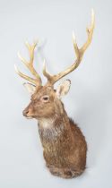 Taxidermy: Sika Deer (Cervus nippon), modern, a large high-quality adult stag shoulder mount with