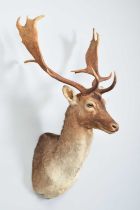Taxidermy: European Fallow Buck (Dama dama), modern, a high-quality adult buck shoulder mount