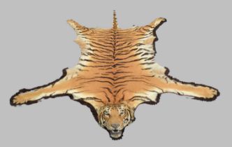 Taxidermy: Bengal Tiger (Panthera tigris tigris), circa 1891-1921, by Rowland Ward Ltd, "The