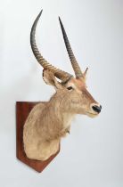 Taxidermy: Common Waterbuck (Kobus ellipsiprymnus), late 20th century, a good-quality adult make