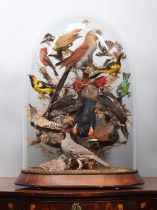Taxidermy: A Late Victorian Display of Tropical Birds Native to North and South America, circa