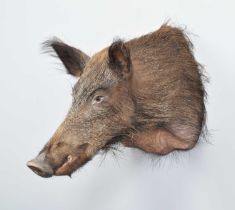 Taxidermy: European Wildboar (Sus scrofa), modern, a high-quality young adult boar shoulder mount,