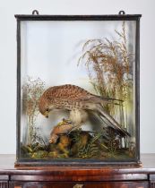 Taxidermy: A Late Victorian Cased European Kestrel (Falco tinnunculus), circa 1870-1900, a good-