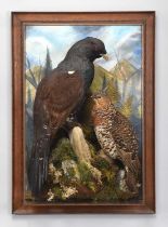 Taxidermy: A Wall Cased Pair of European Capercaillie (Tetrao urogallus), dated 2017, by A.J.