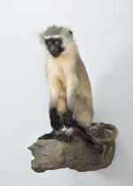 Taxidermy: Vervet Monkey (Chlorocebus pygerythrus), modern, South Africa, a full-mount adult male,