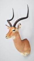 Taxidermy: Common Impala (Aepyceros Melampus), modern, by Colin Dunton, Taxidermy, Marlborough,