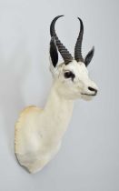 Taxidermy: White South African Springbok (Antidorcas marsupialis), modern, South Africa, a good-